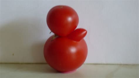 Tomaten Ernten Technik Und Der Richtige Zeitpunkt