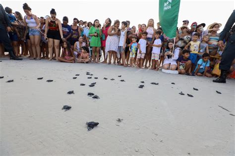 Mais de 200 filhotes de tartarugas marinhas são soltos na Praia do