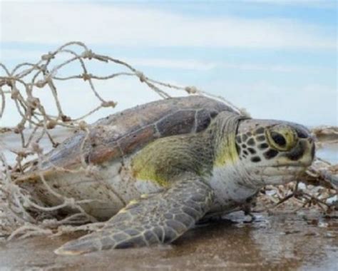 Colombia Incauta Casi Una Tonelada De Carne De Tortuga Marina En El