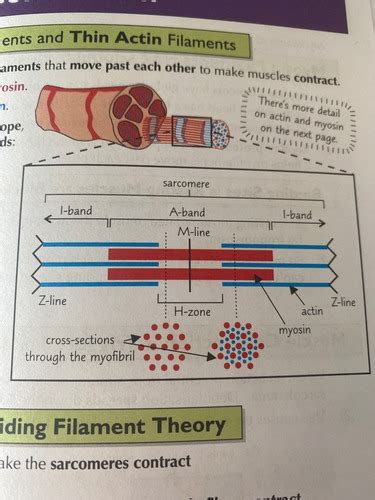 Muscle Contraction Flashcards Quizlet