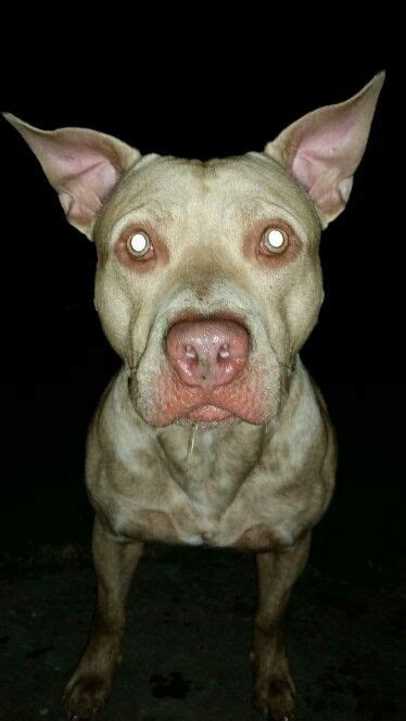 Pitbull with Zombie Crazy Eyes