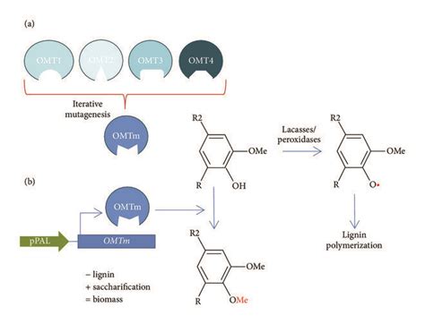 Reduction In Lignin Polymerization And Increase In Saccharification