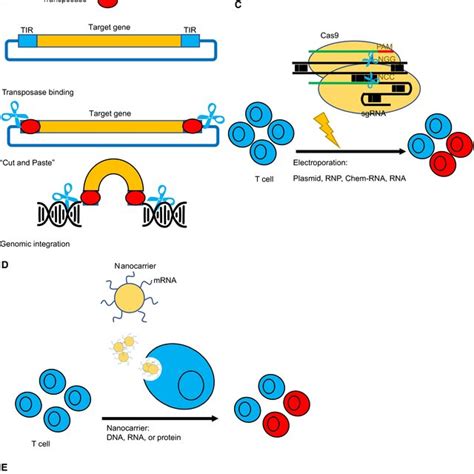 Applications Of Crisprcas9 Technology In Car‐t Cell Therapy Pie