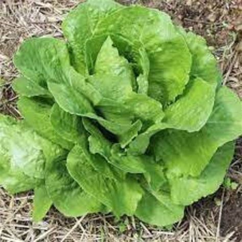 Paris Island Cos Romaine Lettuce Clearance 200 Seeds Heirloom