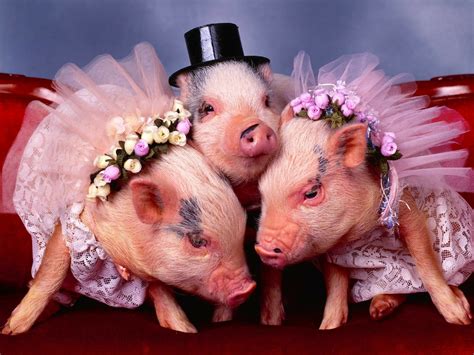 Cute Pig Costumes Hd Wallpaper Of Adorable Dressed Up Pigs