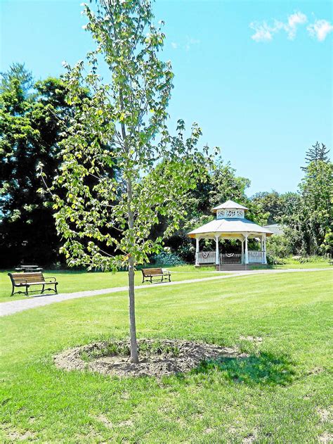 Essex Wins Urban Forestry Grant Middletown Tree City For Th Year