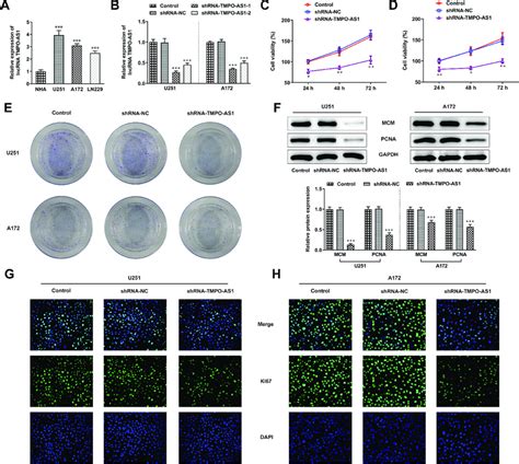 Knockdown Of TMPO AS1 Suppressed Glioma Cell Proliferation A The