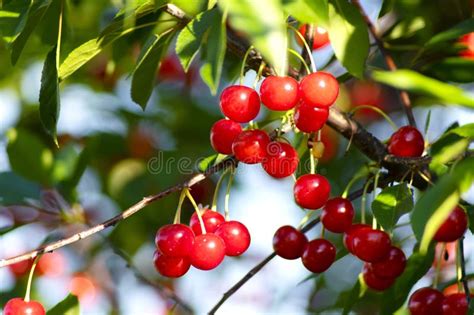 Red Ripe Heart Cherries Hanging on the Branch of a Cherry Tree ...