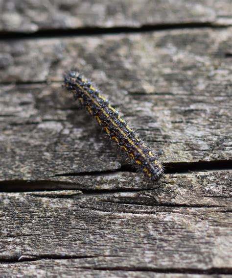 Small black caterpillar with yellow stripes curled in leaf - donbubble