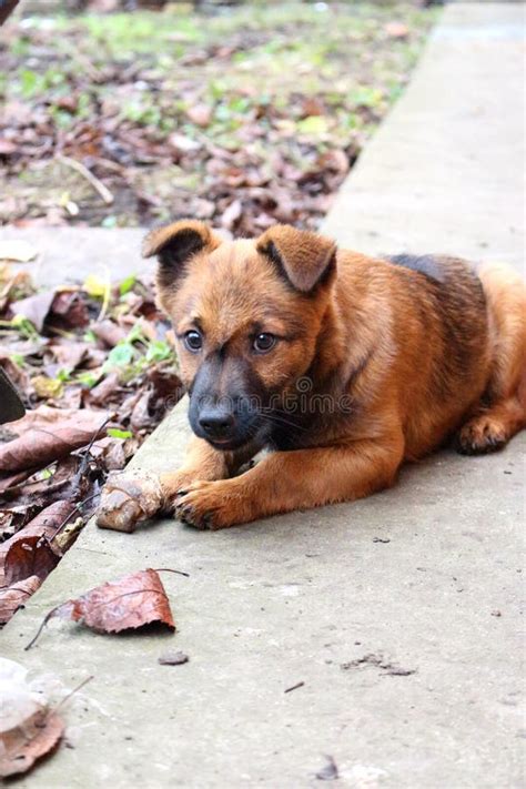 Funny Puppy Eating Bone and Looking at Camera. Cute Small Pet. Domestic Dog in Backyard Stock ...