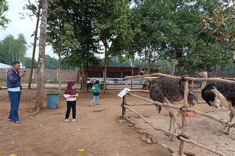 Bisa Berkuda Ada Kebun Binatang Mini Di Kabupaten Serang Banten Cocok