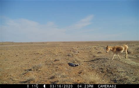 After 65 years, a Desert Nomad Crosses a Railroad Track and Makes ...