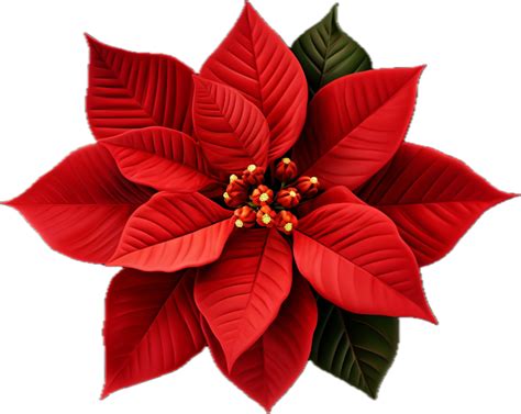 Ai Generated Christmas Poinsettia Flower Png 35063162 Png