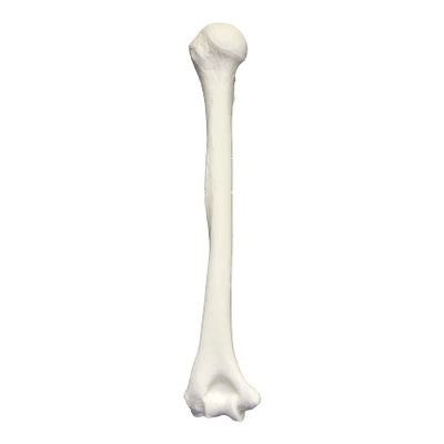 Femur Bone Png