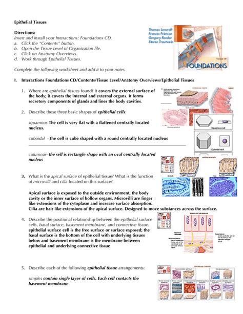 Anatomy Worksheet Epithelial Tissues