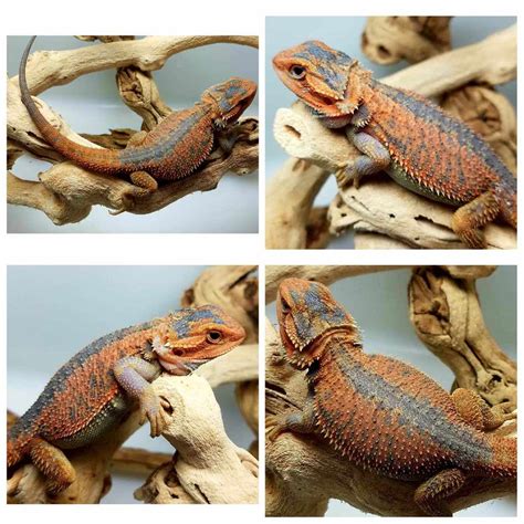 A Guide to Bearded Dragon Mutations and Genetic Traits — HereBDragons.com