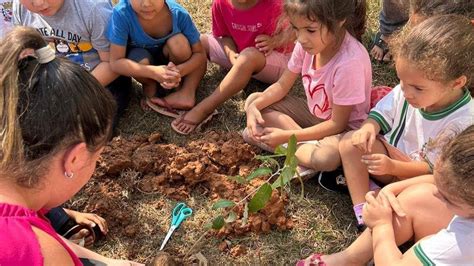 Meio Ambiente Fernando Prestes Celebra Dia Da Rvore Programa O