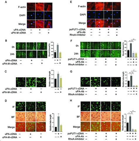 PoFUT1 Increase HESC Angiogenesis And Vascular Remodeling By