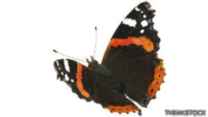 Descubre El Profundo Significado Espiritual De La Mariposa Negra Y Naranja