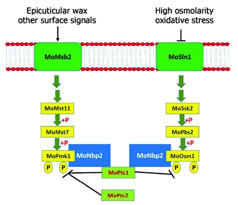 A Model Showing Regulation Of Mapk Signaling Pathways By Moptc1 And Download Scientific Diagram