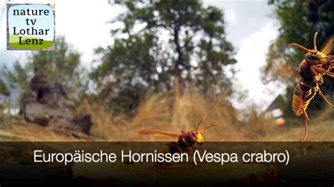 Europäische Hornissen Vespa crabro YouTube