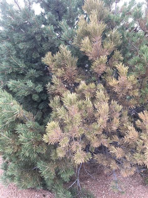 Pinyon And Mugo Pine Needles Turning Brown Ask Extension