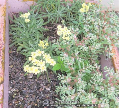 Photo Of The Entire Plant Of Yarrow Achillea X Lewisii King Edward