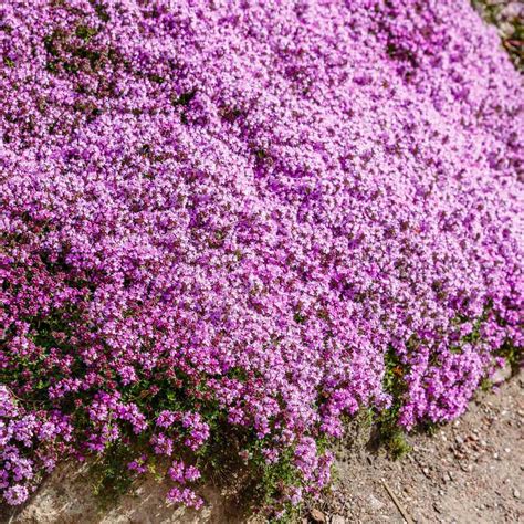 Creeping Thyme Thymus Serpyllum Drought Tolerant Ground Cover Plant Seed