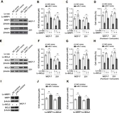 Targeted Mrp1 And Bcl2 Are Both Involved In Mir 7 Sensitized Breast