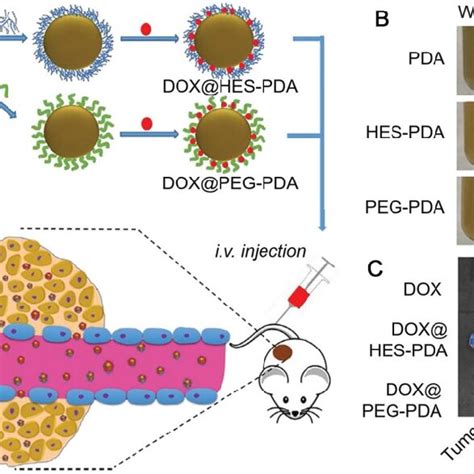 A Schematic Illustration Of The Preparation Of Dox Loaded Hes Pda And