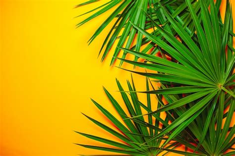 Premium Photo Green Palm Branches On The Orange Background