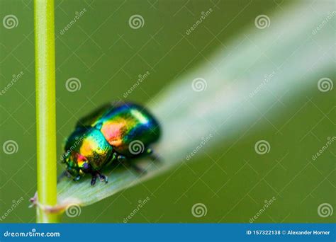 A Shiny Beetle Royalty-Free Stock Photo | CartoonDealer.com #224230659