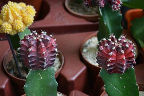 Gymnocalycium Mihanovichii Variegata Characteristics And Care