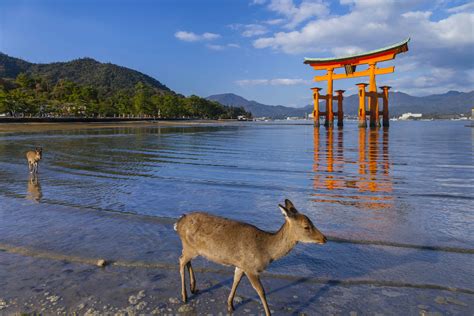 Visiting The Magnificent Itsukushima Shrine Japan 43 Off