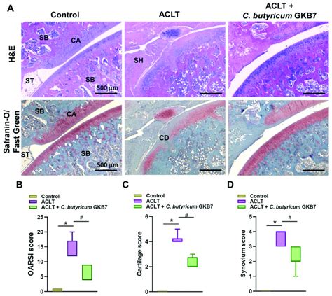 Oral C Butyricum GKB7 Ameliorates Articular Cartilage Damage A