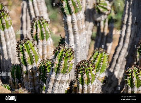 Cacti Euphorbia Echinus Growing In The Harsh Arid Environment On The