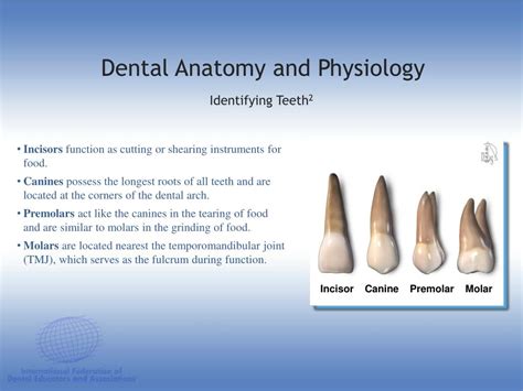 Ppt Dental Anatomy And Physiology Powerpoint Presentation Free