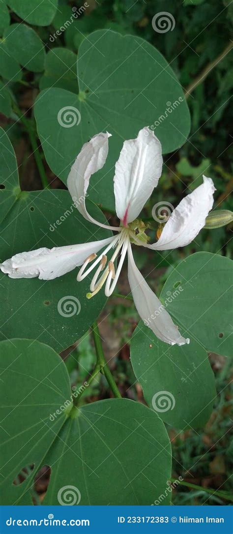 Bauhinia Forficata Commonly Known As The Brazilian Orchid Tree Stock