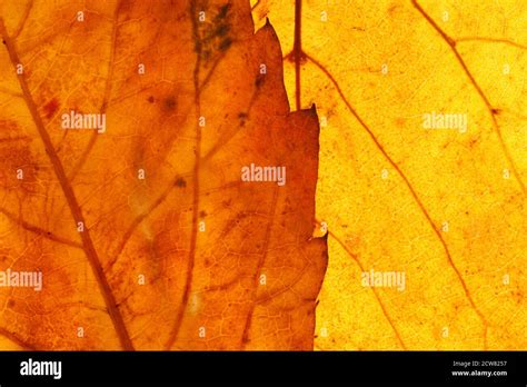 Colored Maple Leaf Close Up Background For Designer Stock Photo Alamy
