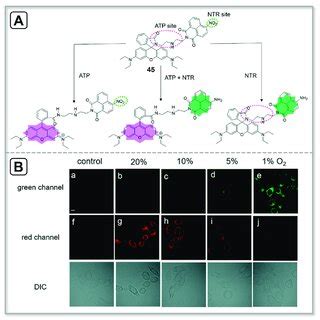 A Structure Of Atp Fluorescent Probe B Confocal Fluorescence