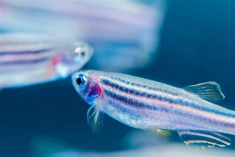 Cómo duermen los peces Olacuario