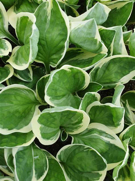 Hosta Patriot Buy Well Established Hosta Proctors Nursery