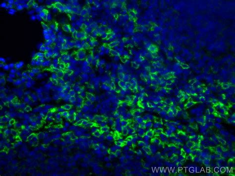 F4 80 Antibody 81668 1 PBS Proteintech