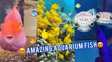 Adorable Aquarium Fish Tik Tok Animals Youtube