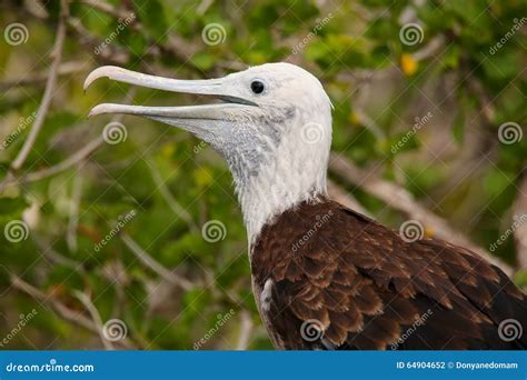 Beb Frigatebird Magn Fico Que Se Sienta En Un Rbol En Seymour Del