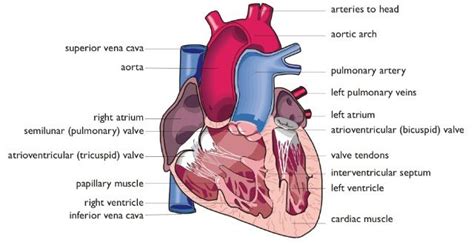 Structure Of The Heart High School Science Teaching Science Biology Units