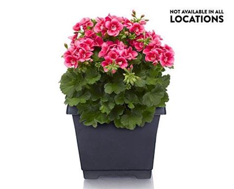 8 Patio Planter Assorted Varieties Aldi US Specials Archive