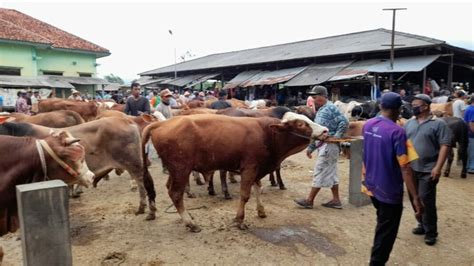 Depopulasi Kasus Pmk Melandai Banyumas Ekspres