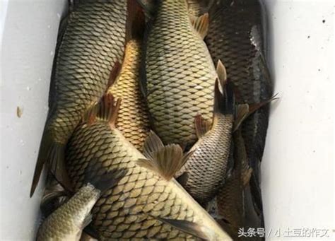 釣魚高手教我這款豬肝釣法，讓我一天輕鬆魚獲30多斤，太驚喜了 每日頭條