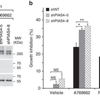 Pias Depletion Potentiates Ampk Activity Towards Mtorc And Inhibits